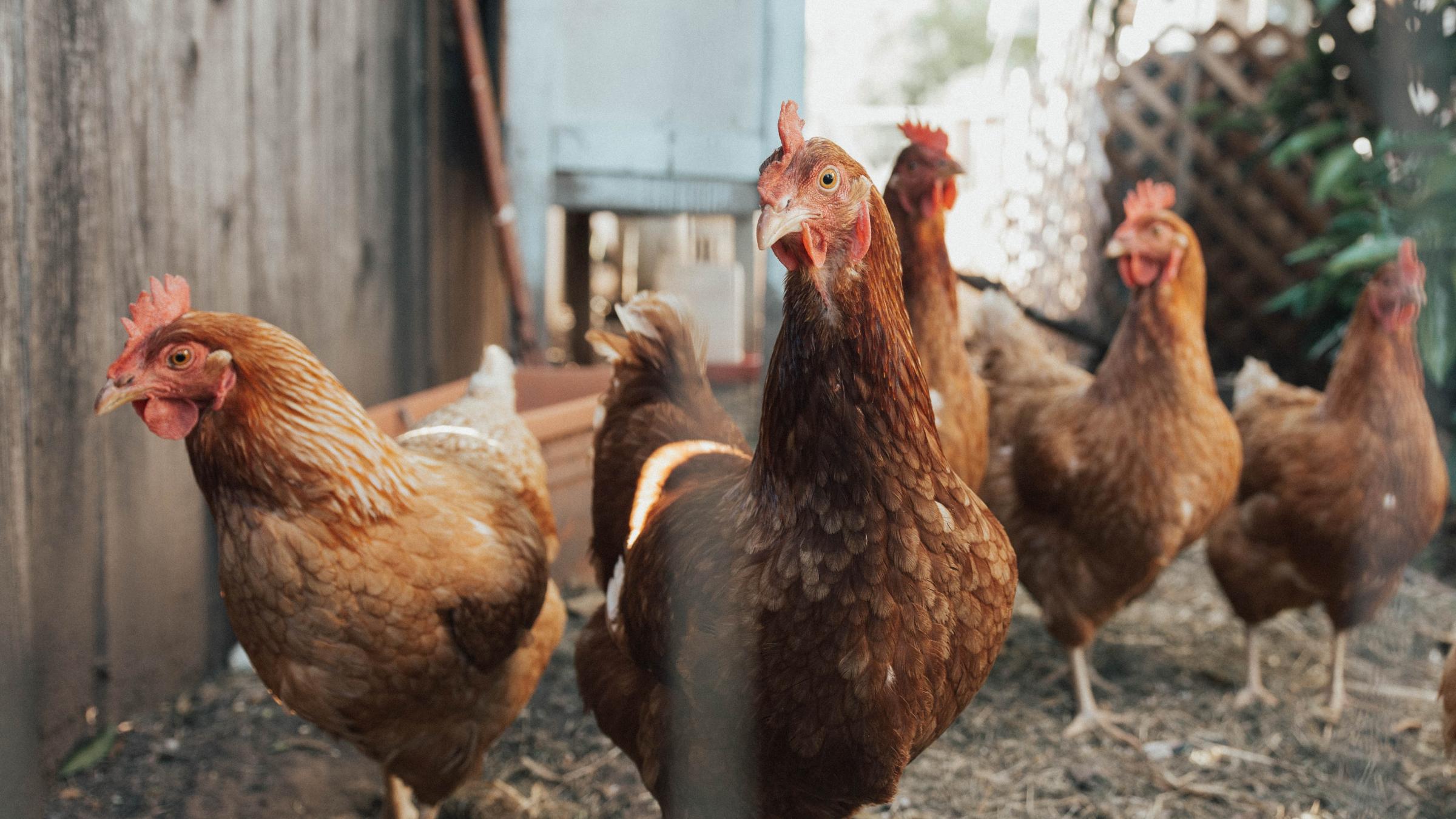 Breaking the Pecking Order